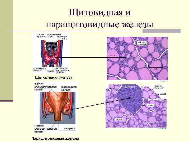    Щитовидная и  паращитовидные железы Щитовидная железа Паращитовидные железы 