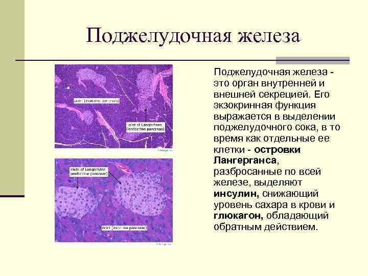 Поджелудочная железа -  это орган внутренней и  внешней секрецией. Его  экзокринная