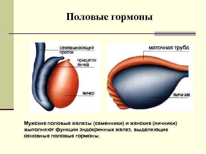 Женские и мужские половые железы. Половые железы гормоны и функции. Гормоны мужских половых желез строение. Функции гормонов половых желез. Мужская половая железа.