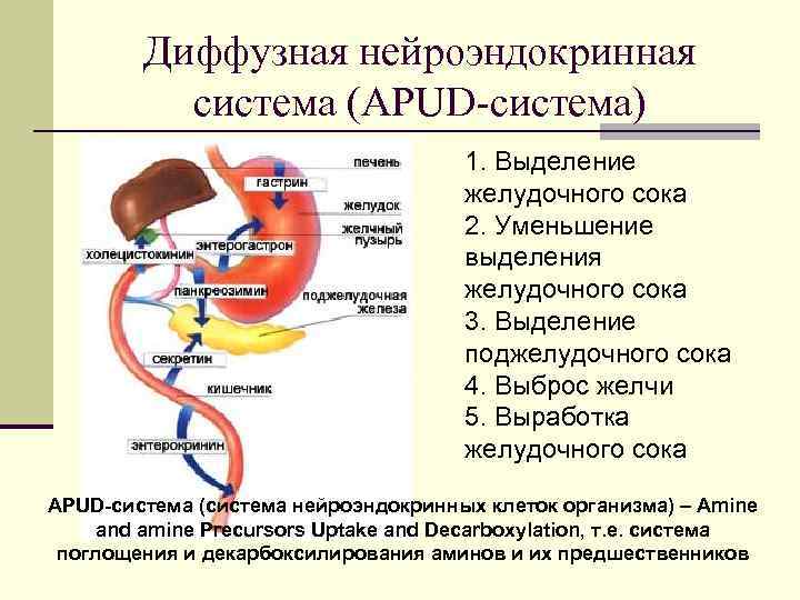   Диффузная нейроэндокринная  система (APUD-система)    1. Выделение  