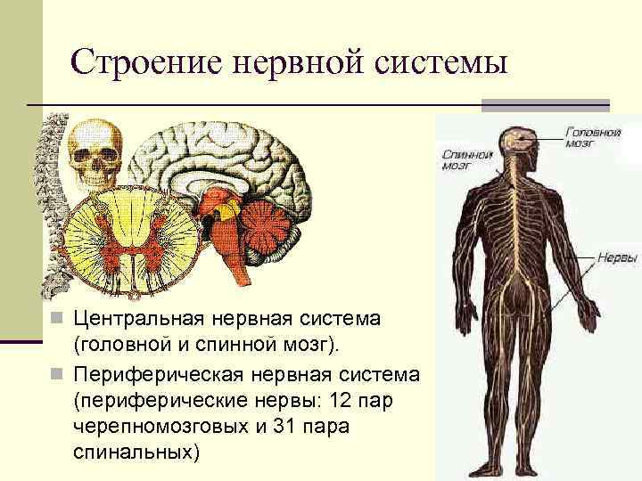  Строение нервной системы n Центральная нервная система  (головной и спинной мозг). n