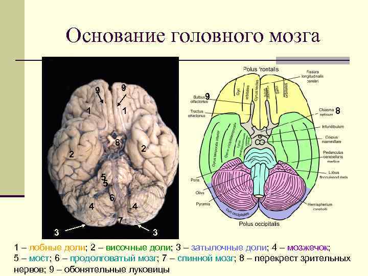   Основание головного мозга    9   1 