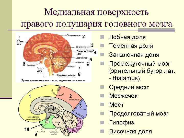  Медиальная поверхность правого полушария головного мозга 1      