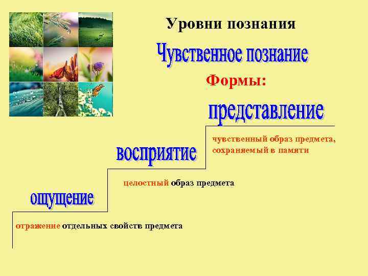       Уровни познания    Формы:  