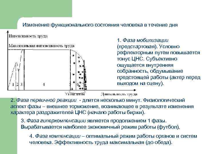   Изменение функционального состояния человека в течение дня    1. Фаза