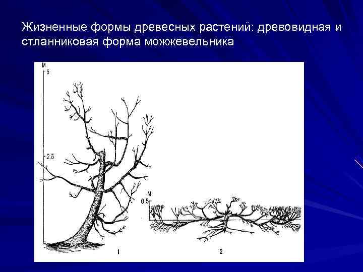 Жизненные формы древесных растений: древовидная и стланниковая форма можжевельника 