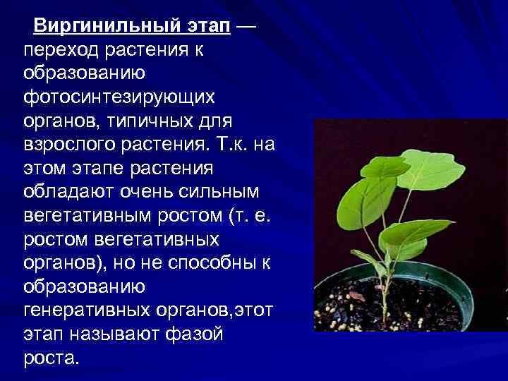  Виргинильный этап — переход растения к образованию фотосинтезирующих органов, типичных для взрослого растения.