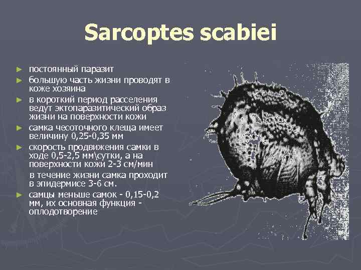     Sarcoptes scabiei ►  постоянный паразит ►  большую часть