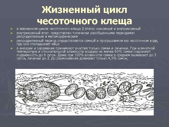     Жизненный цикл    чесоточного клеща ► в жизненном