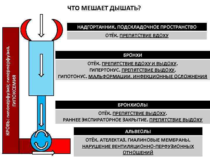     ЧТО МЕШАЕТ ДЫШАТЬ?    НАДГОРТАННИК. ПОДСКЛАДОЧНОЕ ПРОСТРАНСТВО 