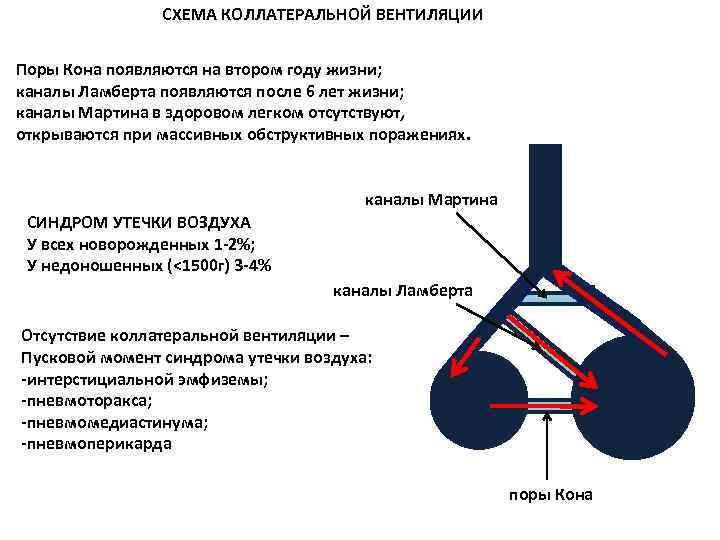 Какую функцию не выполняют поры кона стенки смежных альвеол