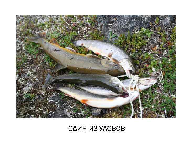 ОДИН ИЗ УЛОВОВ 