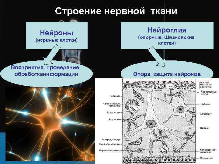     Строение нервной ткани  Нейроны   Нейроглия  