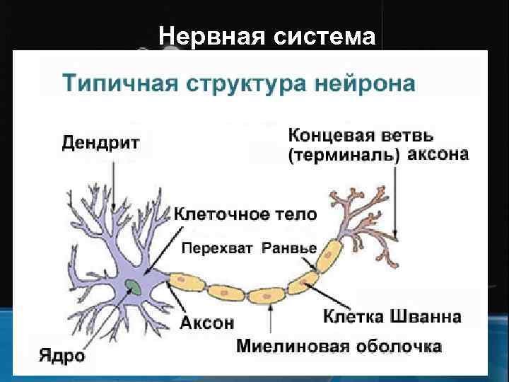 Нервная система 