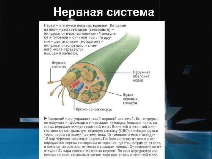 Нервная система 