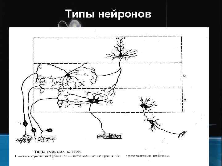 Типы нейронов 