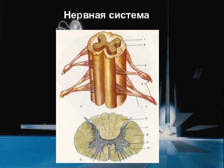 Нервная система 