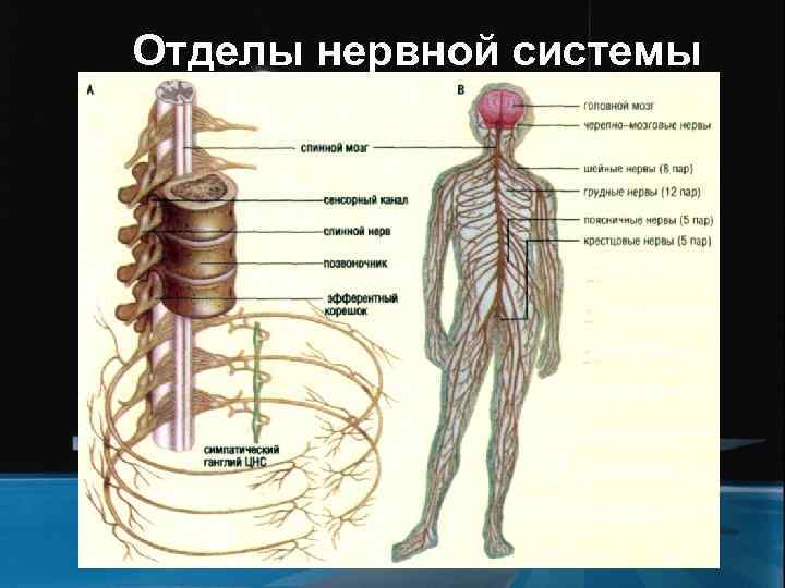 Отделы нервной системы 