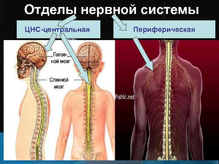 Отделы нервной системы ЦНС-центральная   Периферическая    Нервная система 
