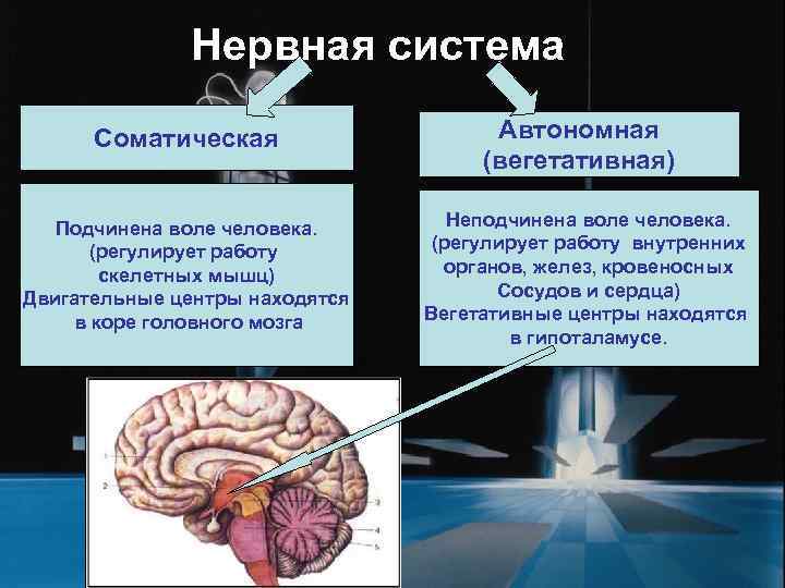    Нервная система  Соматическая    Автономная   