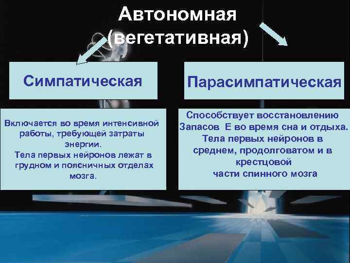      Автономная     (вегетативная)   