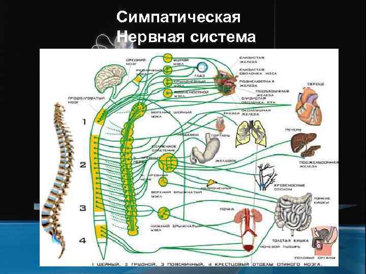 Симпатическая Нервная система 