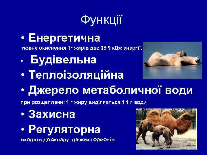      Функції • Енергетична повне окиснення 1 г жирів дає