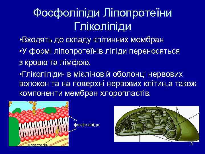   Фосфоліпіди Ліпопротеїни   Гліколіпіди • Входять до складу клітинних мембран •