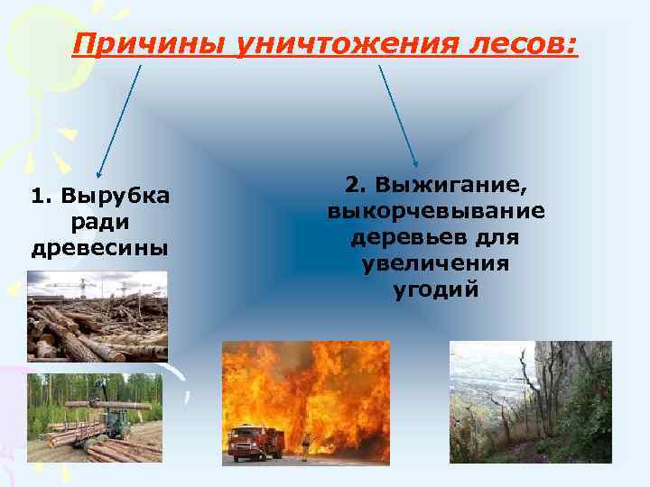  Причины уничтожения лесов:     2. Выжигание, 1. Вырубка  