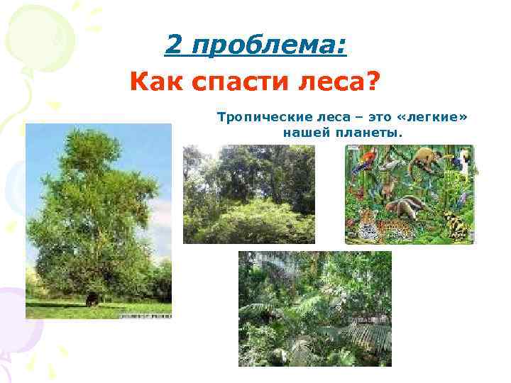  2 проблема: Как спасти леса?  Тропические леса – это «легкие»  