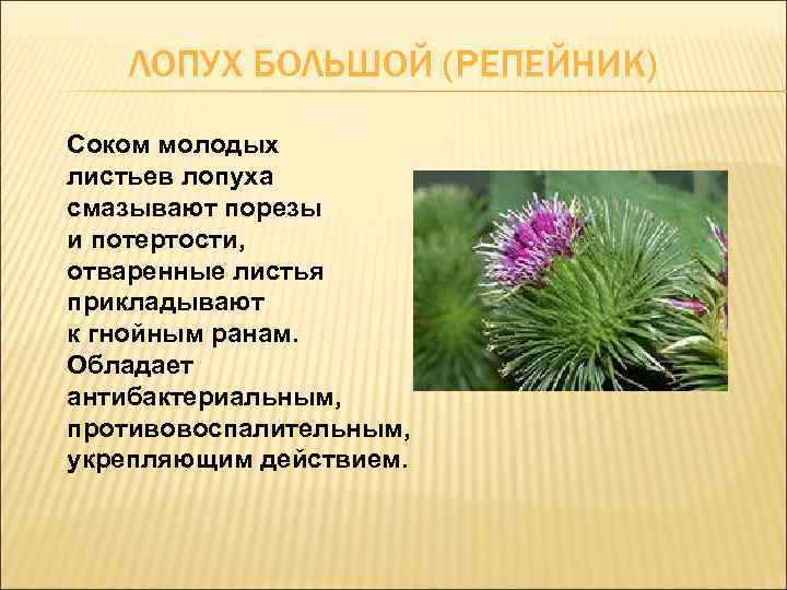 Свойства лопуха. Описание растения лопух репейник. Лопух репейник описание. Классификация лопуха большого. Лопух паспорт растения.