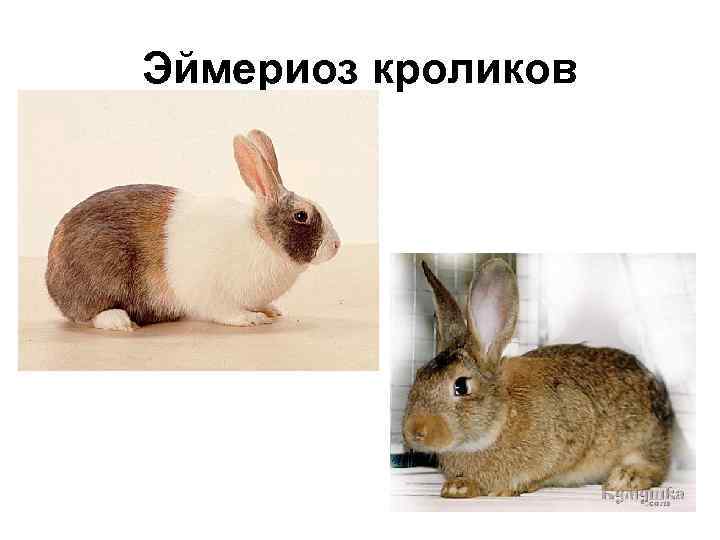 Эймериоз кроликов 