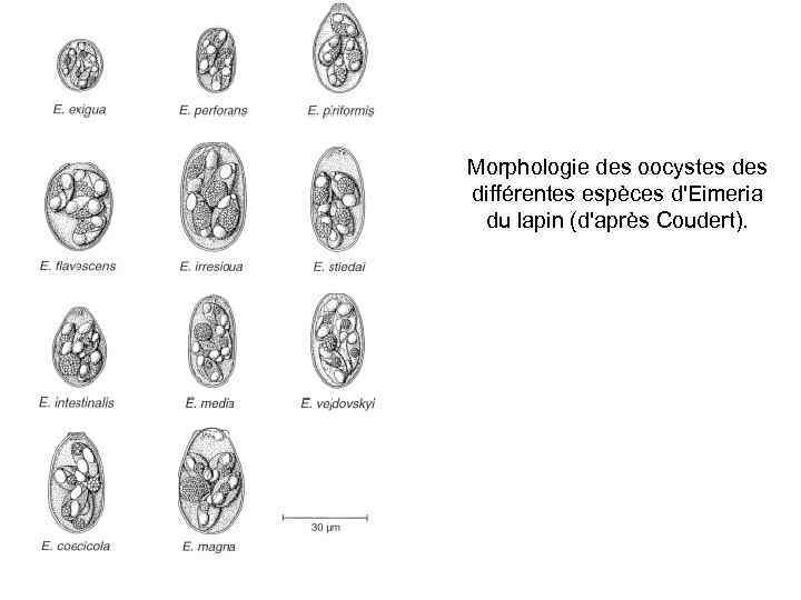 Morphologie des oocystes différentes espèces d'Eimeria  du lapin (d'après Coudert). 