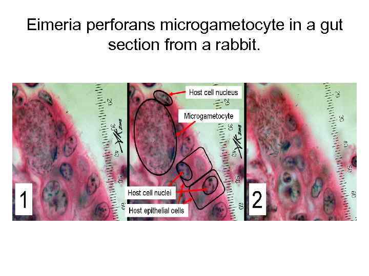 Eimeria perforans microgametocyte in a gut   section from a rabbit. 