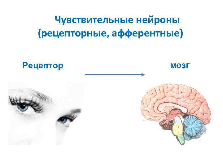  Чувствительные нейроны  (рецепторные, афферентные) Рецептор   мозг 