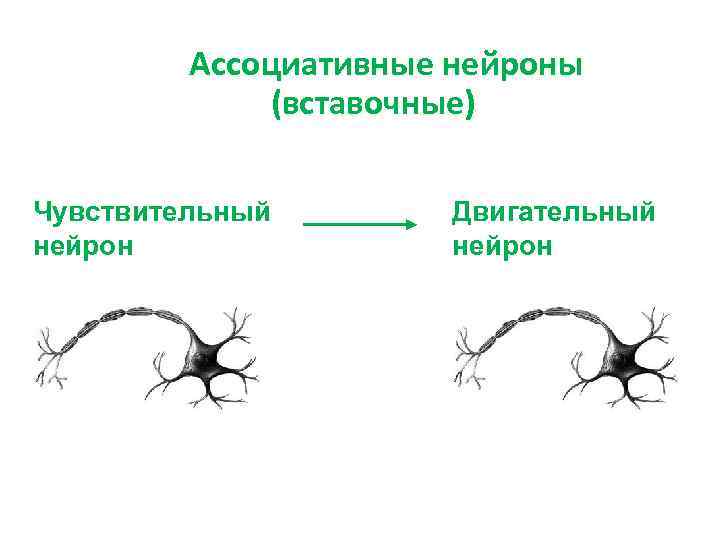 Функции чувствительных и двигательных нейронов. Вставочный Нейрон - вставочный Нейрон. Чувствительный вставочный и двигательный Нейроны. Вставочный Нейрон ассоциативный. Двигательный и вставочный Нейрон функции.