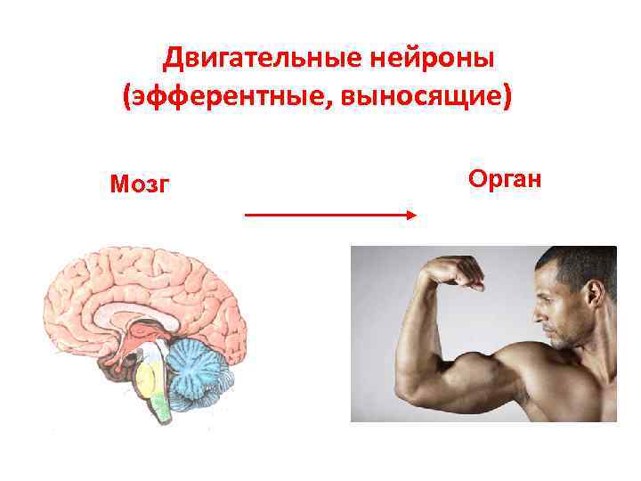   Двигательные нейроны (эфферентные, выносящие) Мозг   Орган 