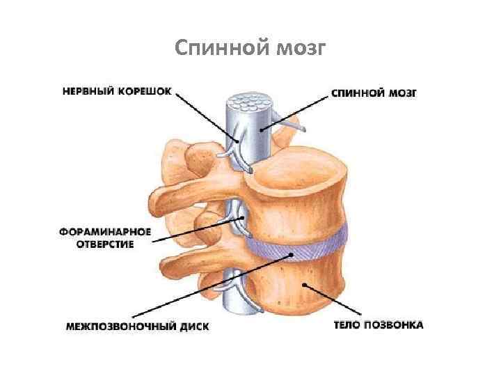 Спинной мозг 