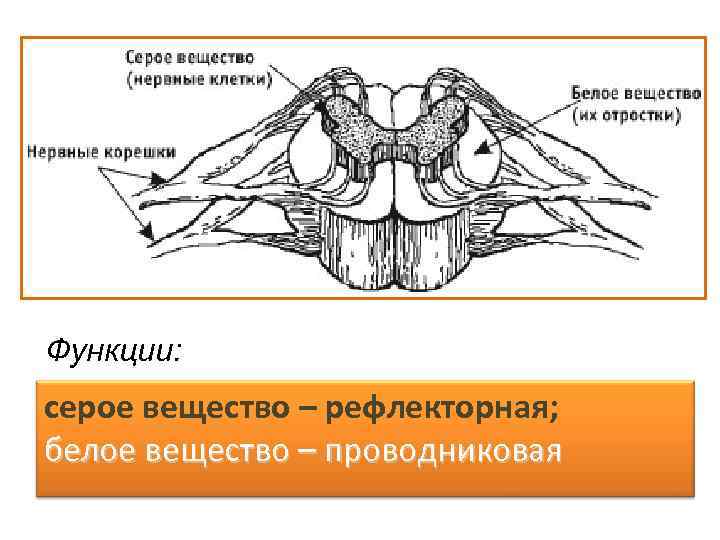 Функции: серое вещество – рефлекторная; белое вещество – проводниковая 