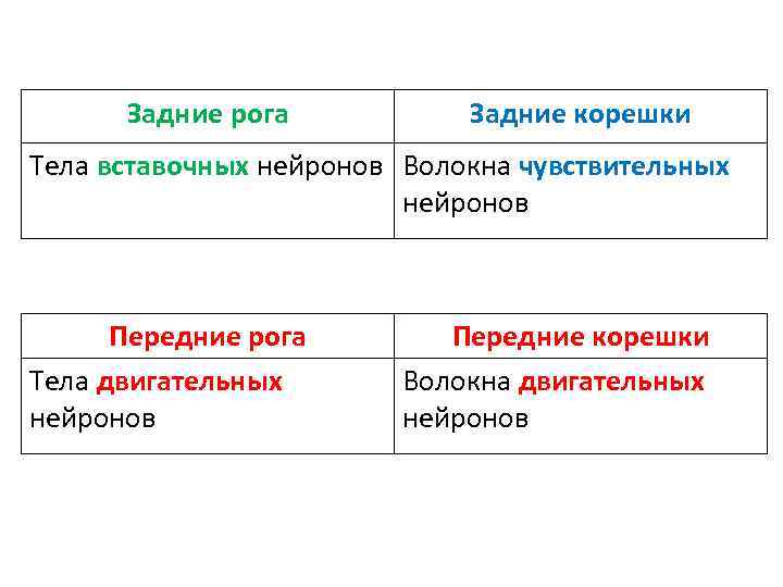  Задние рога  Задние корешки Тела вставочных нейронов Волокна чувствительных   