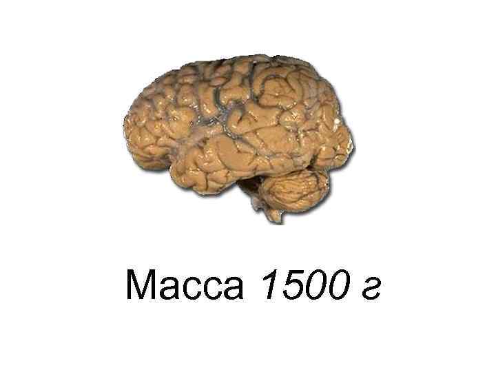 Масса 1500 г 