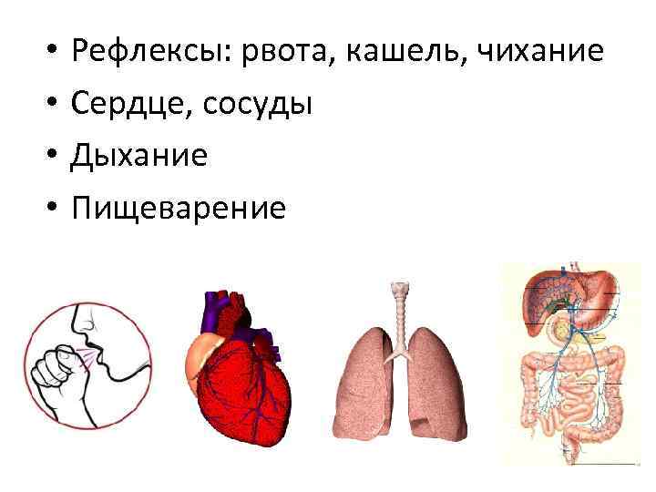  •  Рефлексы: рвота, кашель, чихание •  Сердце, сосуды •  Дыхание