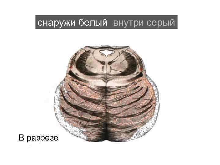   снаружи белый внутри серый В разрезе 