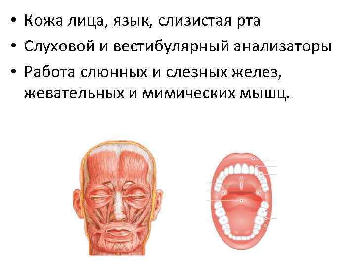  • Кожа лица, язык, слизистая рта • Слуховой и вестибулярный анализаторы • Работа