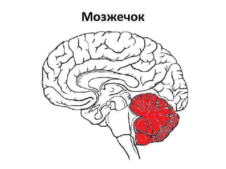 Мозжечок 
