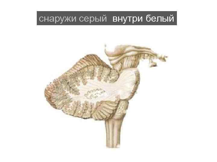 снаружи серый внутри белый 
