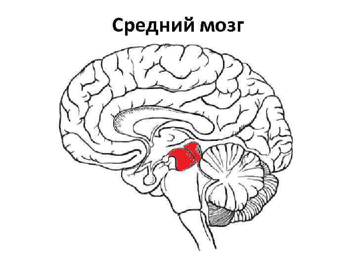 Какой цифрой на рисунке обозначен средний мозг