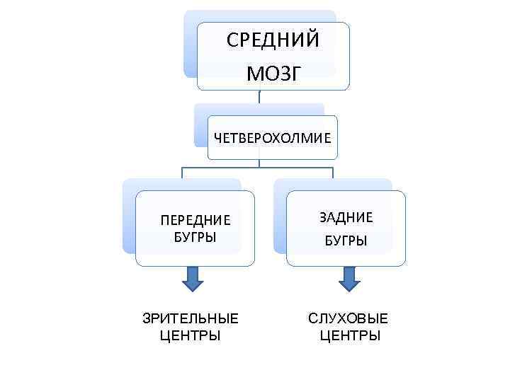   СРЕДНИЙ   МОЗГ   ЧЕТВЕРОХОЛМИЕ ПЕРЕДНИЕ  ЗАДНИЕ  БУГРЫ