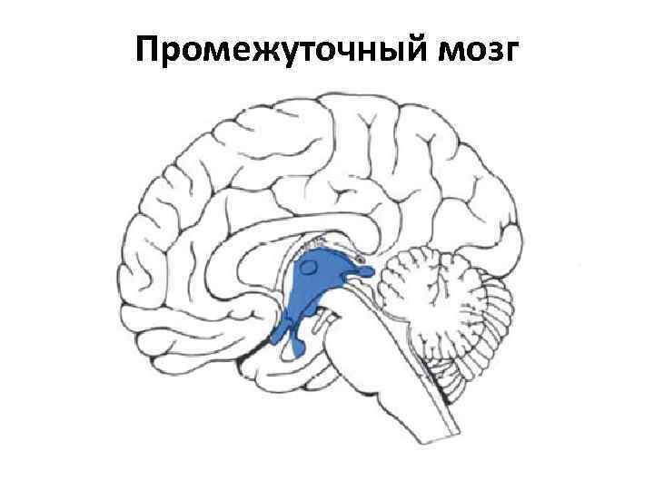 Промежуточный мозг 