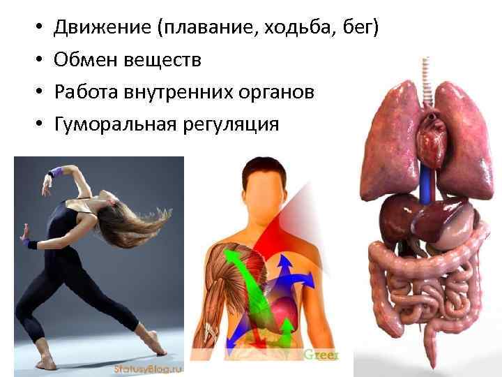  •  Движение (плавание, ходьба, бег) •  Обмен веществ •  Работа